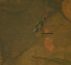 Pethia nigrofasciata