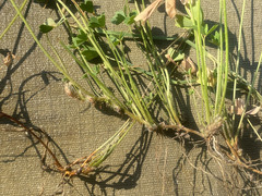 Marsilea ephippiocarpa