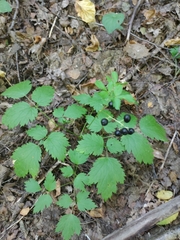 Actaea spicata