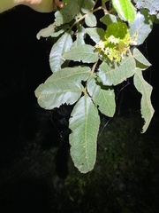 Alectryon tomentosus