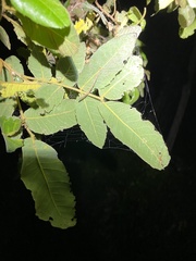 Alectryon tomentosus