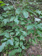 Sambucus nigra