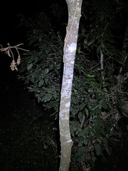 Alectryon tomentosus