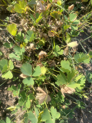 Marsilea ephippiocarpa