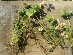 Marsilea ephippiocarpa