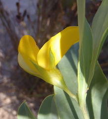 Rafnia elliptica