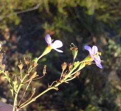 Chaenostoma subnudum
