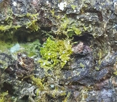 Colura calyptrifolia