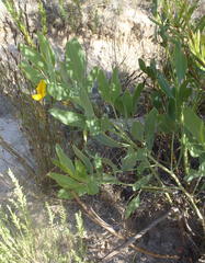 Rafnia elliptica