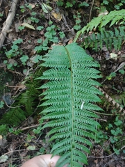 Polystichum aculeatum