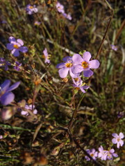 Chaenostoma subnudum
