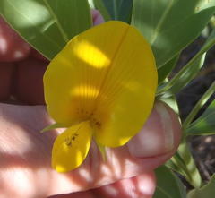 Rafnia elliptica
