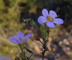 Chaenostoma subnudum