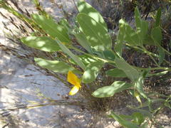 Rafnia elliptica