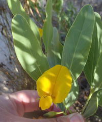 Rafnia elliptica