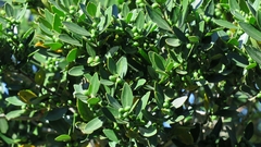 Robsonodendron eucleiforme