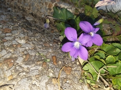 Viola egglestonii