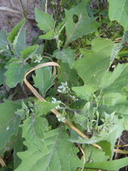 Solanum retroflexum