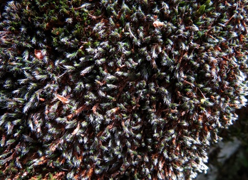iNaturalist observation photo of Mosses