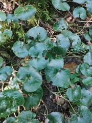 Asarum europaeum