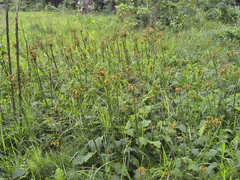 Berkheya umbellata