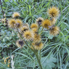 Berkheya umbellata