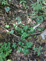 Sanicula europaea