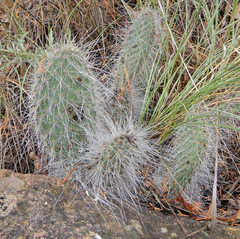 Opuntia trichophora