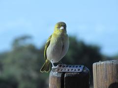 Ploceus intermedius cabanisii