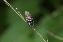 Paragus crenulatus