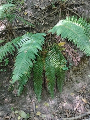 Polystichum aculeatum