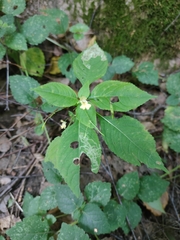 Impatiens parviflora