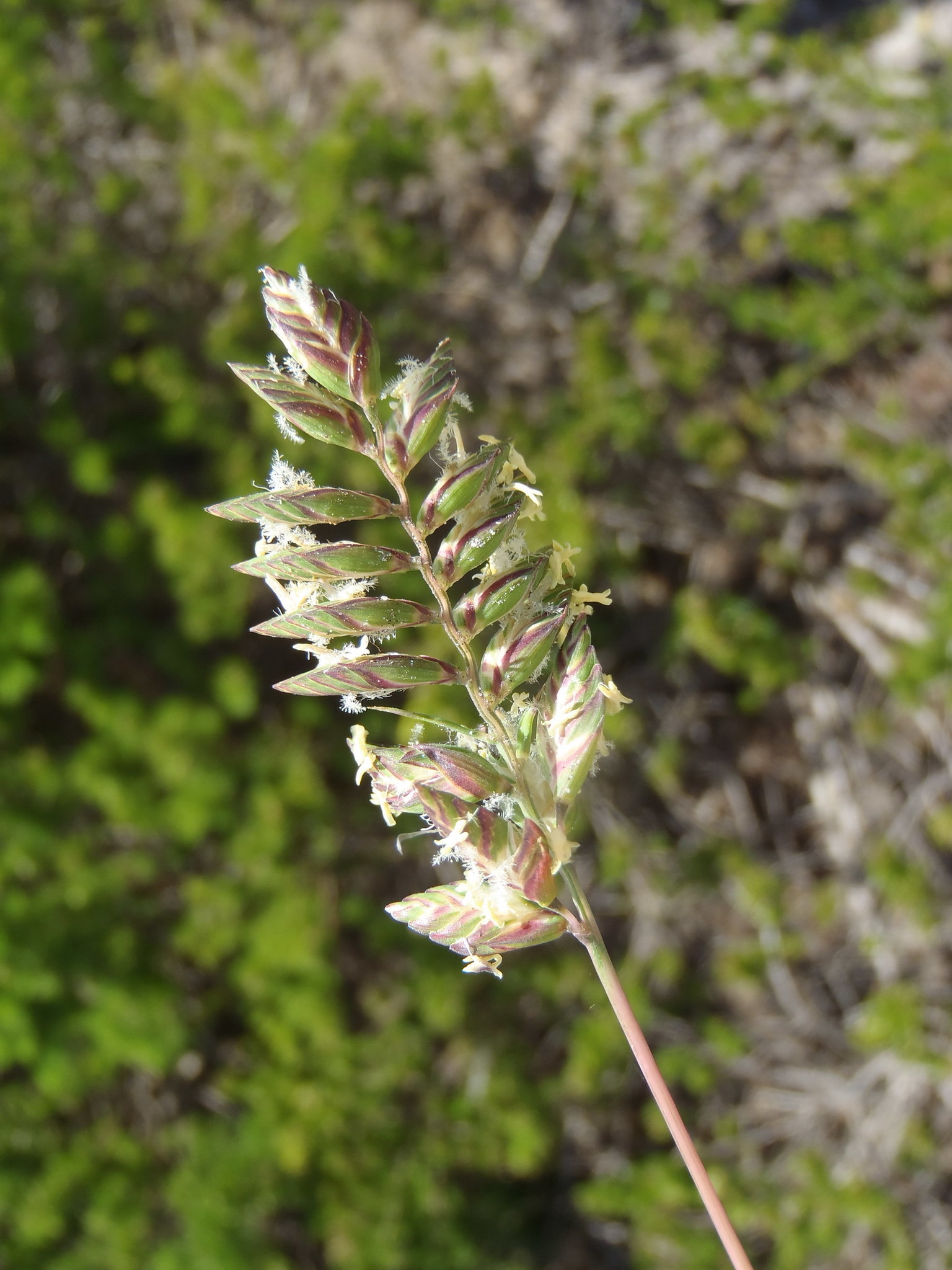 Tribolium uniolae