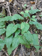 Pulmonaria obscura