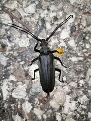 Aegosoma scabricorne