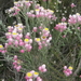 Achyranthemum paniculatum - Photo no hay derechos reservados, uploaded by Di Turner