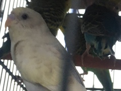 Melopsittacus