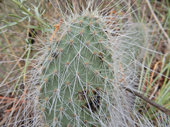 Opuntia trichophora