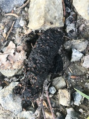 Vulpes vulpes vulpes