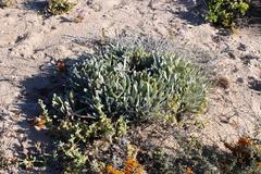 Gazania splendidissima