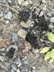 Vulpes vulpes vulpes