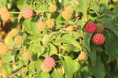 Cornus kousa
