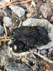 Vulpes vulpes vulpes