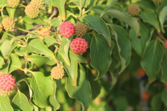 Cornus kousa