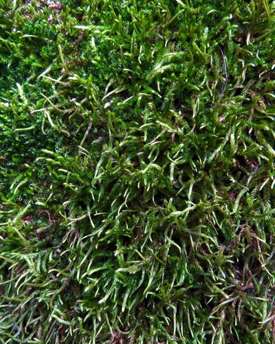 iNaturalist observation photo of Mosses