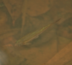 Rasbora
