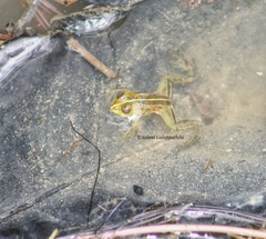 Euphlyctis hexadactyla