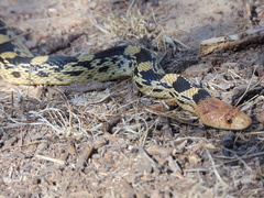 Pituophis deppei deppei