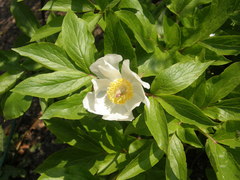 Paeonia emodi