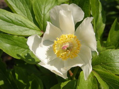 Paeonia emodi